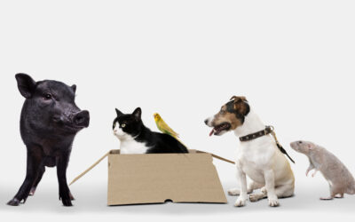 Come preparare un trasloco con animali domestici: guida completa
