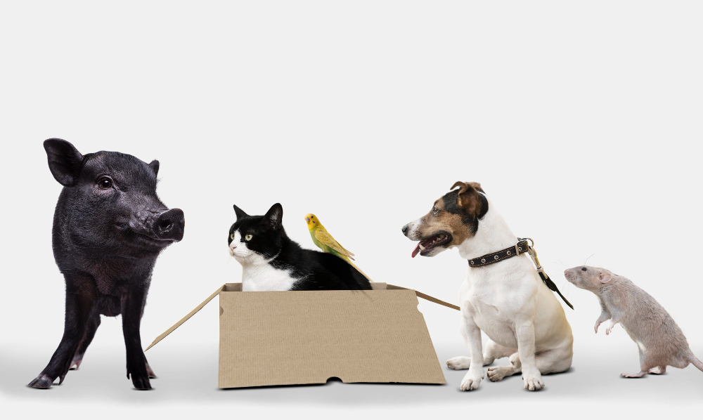 Come preparare un trasloco con animali domestici: guida completa