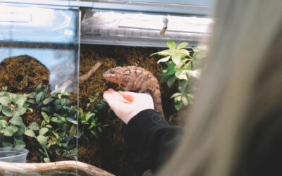 Come traslocare un terrario: preparazione, trasporto e sistemazione di rettili e habitat