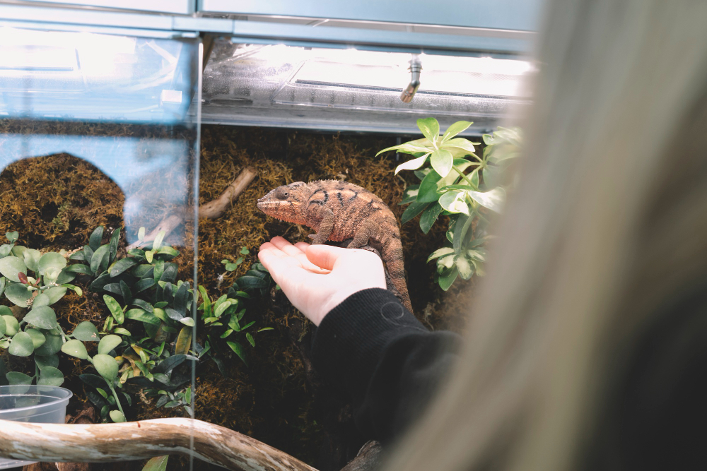 Come traslocare un terrario: preparazione, trasporto e sistemazione di rettili e habitat